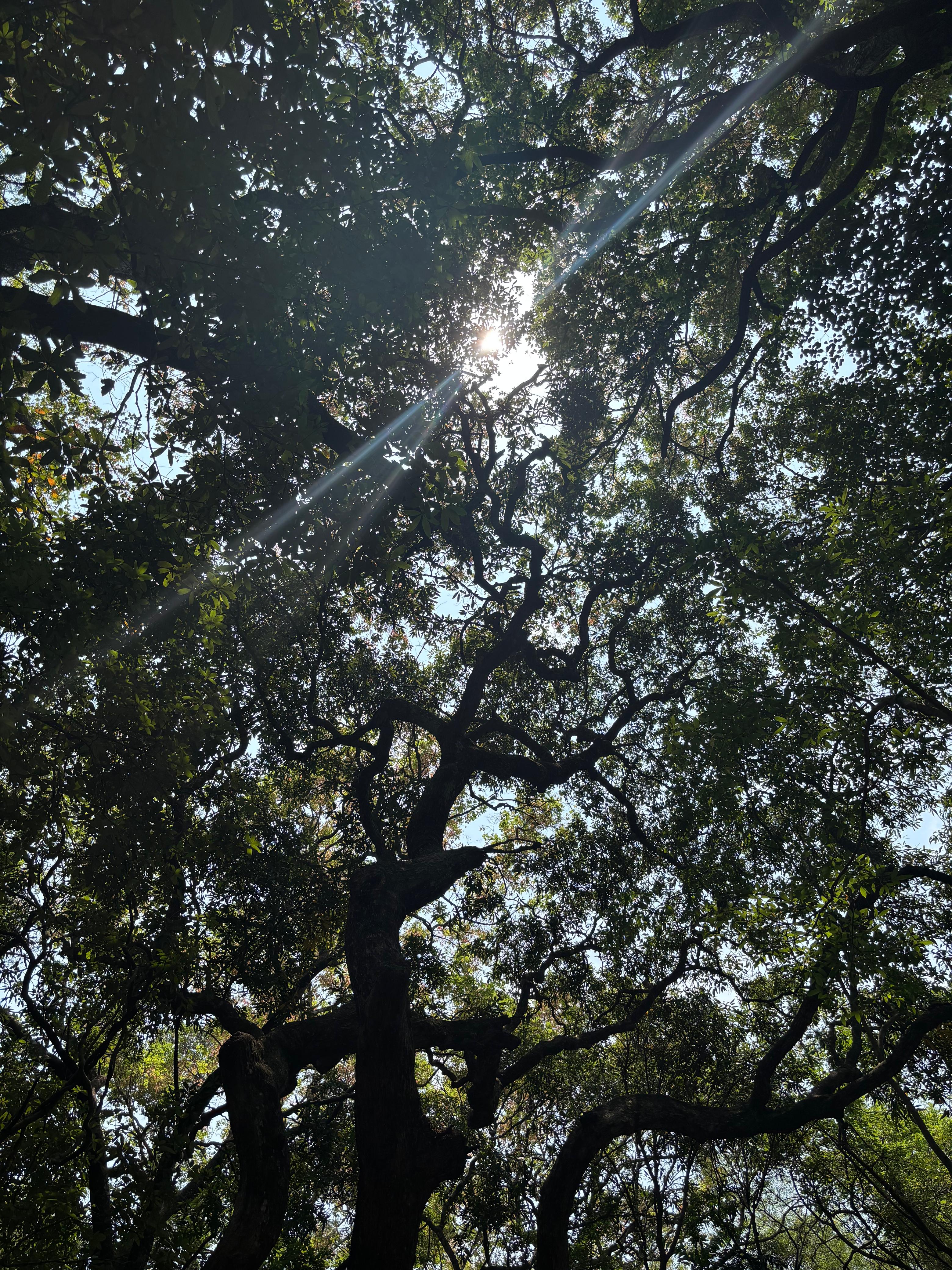 Light through the canopy